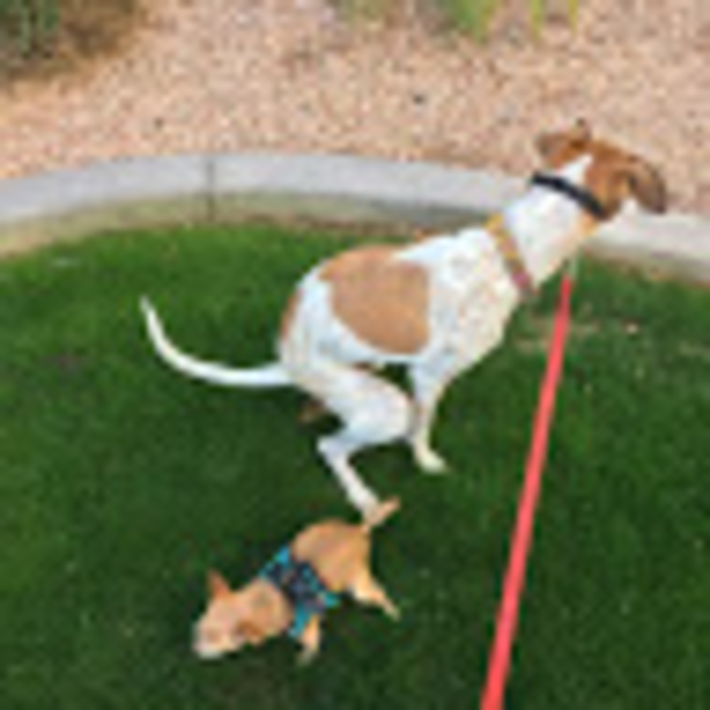 Meet your Posher, Cameron